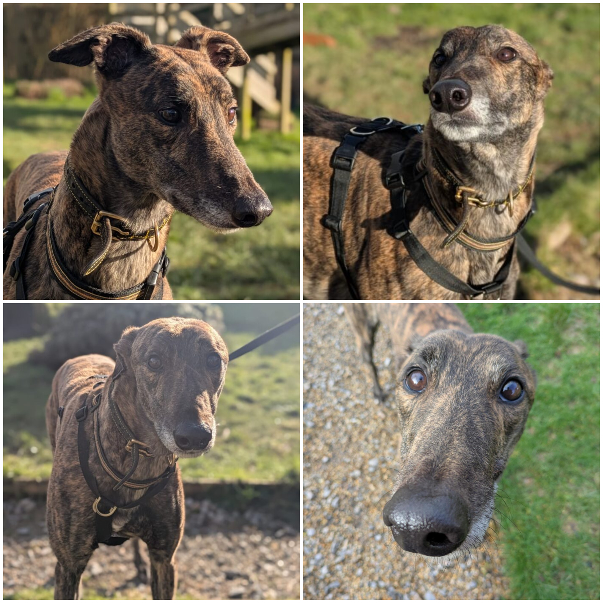 Forever Hounds Trust tweet media