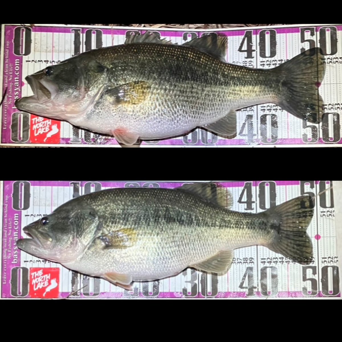 84mo10Y's tweet photo. ひさひさのマルチヒット
次は特大ホームラン
とか…打ちたいな… https://t.co/16hSDex13c