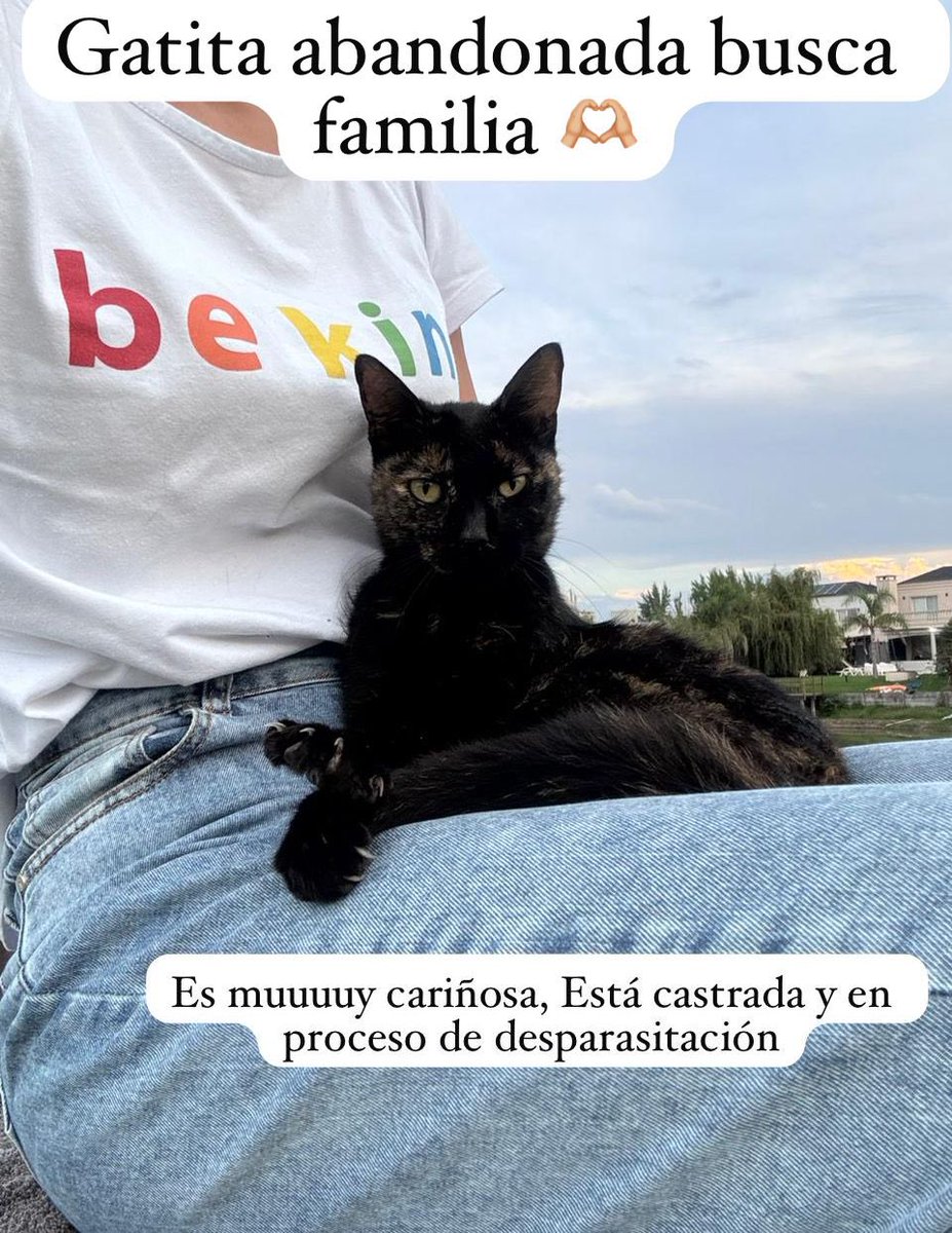 “Gente” se mudó de su casa y dejó a esta gatita. Está en Canning, zona Sur GBA pero puede viajar x la zona o hasta CABA.   #adopcion #gatos #adoptanocompres