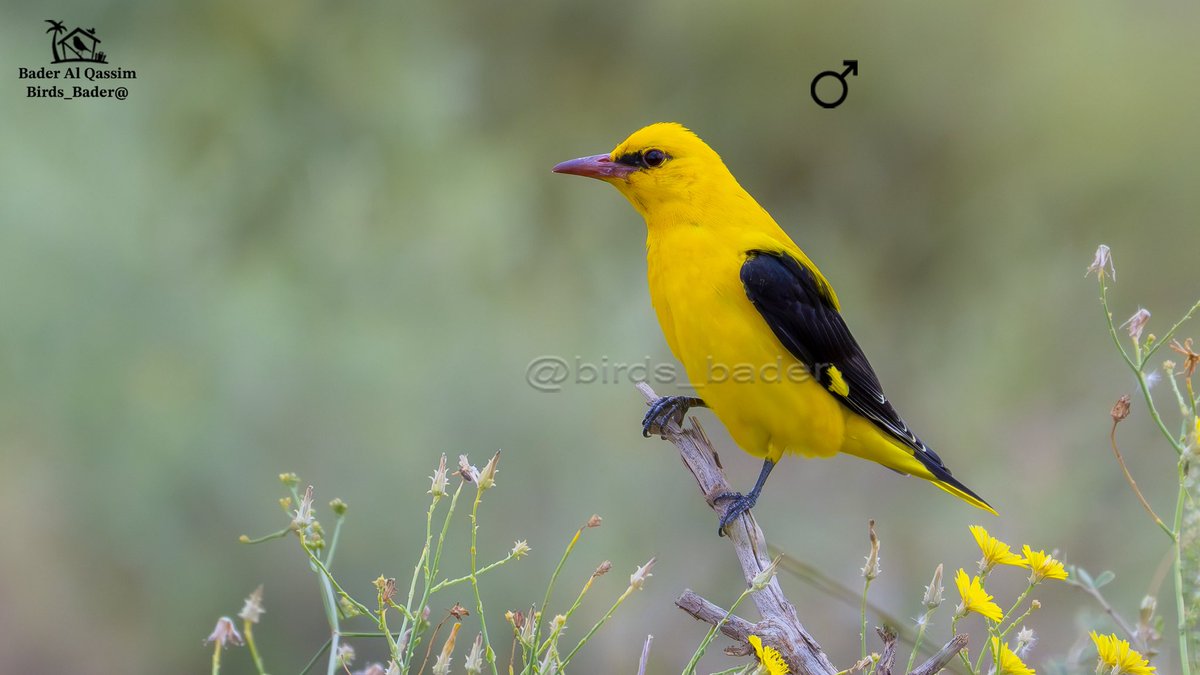 Birds_bader's tweet photo. غذاء طائر 
الحشرات: مثل اليرقات، الخنافس، 
الفواكه: مثل التوت، الكرز، والتين.
أحيانًا يتغذى على ثمار الأشجار اللينة مثل التمور خاصة في موسم عودتها من أفريقيا

الاسم

الصفاري

Eurasian Golden Oriole

#Oriolusoriolus

الحالة : مهاجر 

الموقع : #محمية_الملك_عبدالعزعيز_الملكية https://t.co/eHG3Q9n9O7