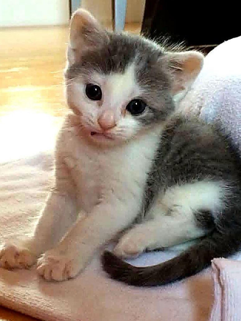 Nikki Karis - The GodDogger tweet media