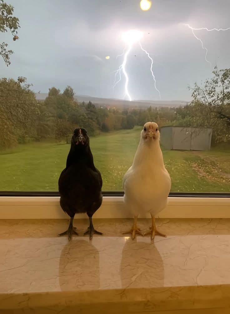 🐓Crazy Chicken Lady🐓 tweet media