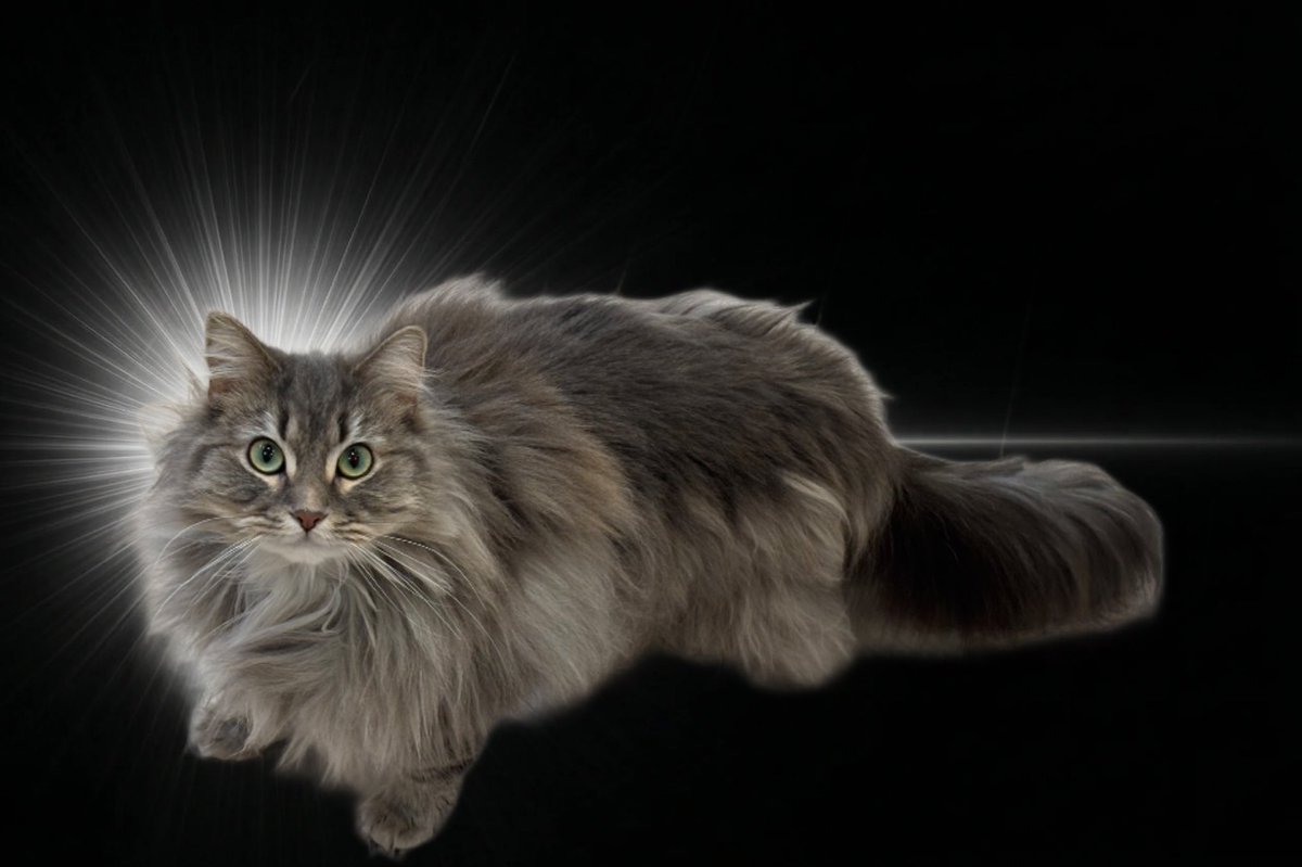 ここ♡𝐑𝐚𝐠𝐝𝐨𝐥𝐥 tweet media