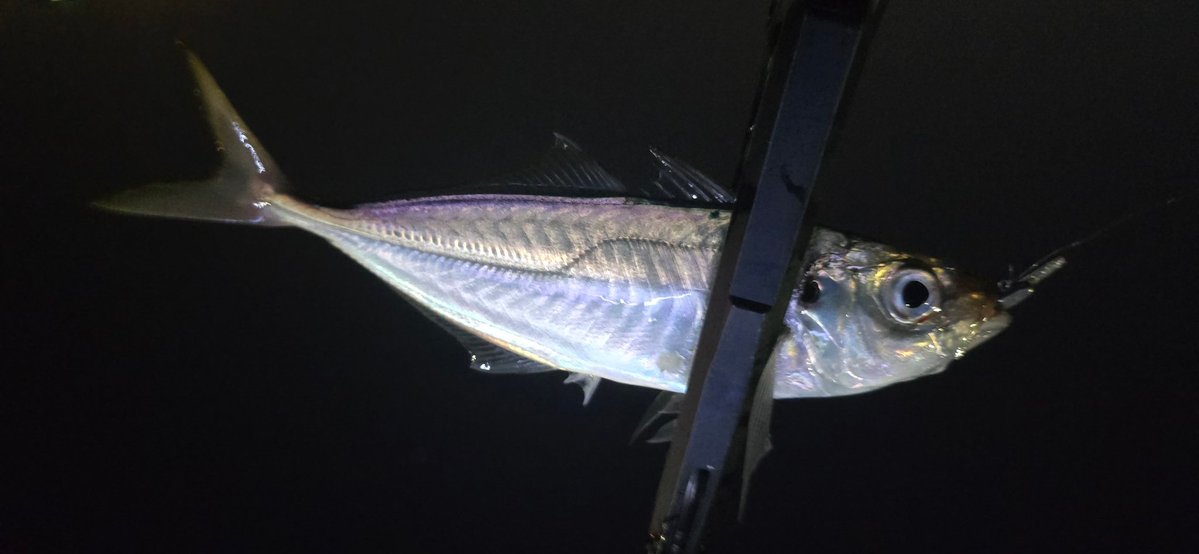 CheMiKal☆まぐやねん↝ tweet media