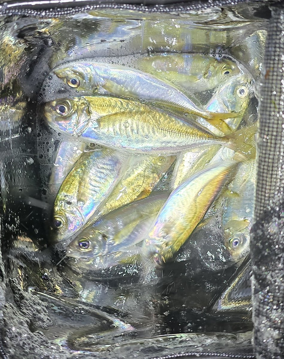 CheMiKal☆まぐやねん↝ tweet media