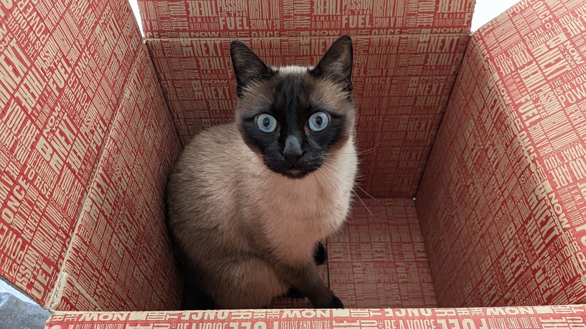 🐱 O meu gato tem um ritual sempre que chega uma encomenda da Prozis: reclamar a caixa para ele!

Desta vez encomendei alguns produtos que ainda não conhecia e já testei a maior parte deles.

👉 poupaeganha.pt/encomenda-proz…