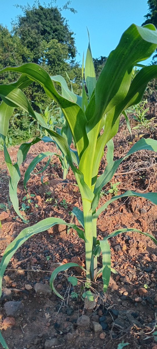 MR PIRATE ☠️ tweet media