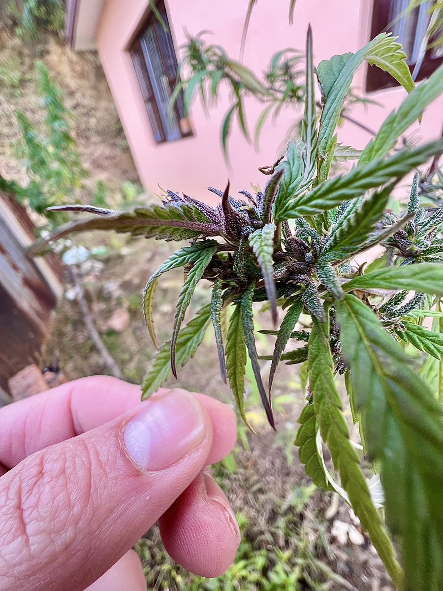 LandraceBureau's tweet image. “It is very easy to conform to what your society or your parents and teachers tell you. That is a safe and easy way of existing; but that is not living...To live is to find out for yourself what is true.”

- Jiddu Krishnamurti

In the garden of life, we are not here to merely