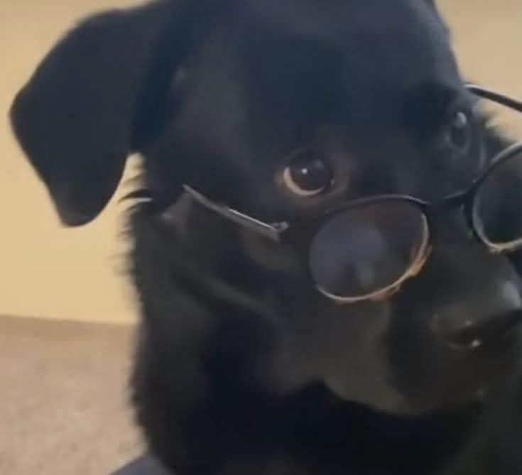 Dilo con perritos tweet media