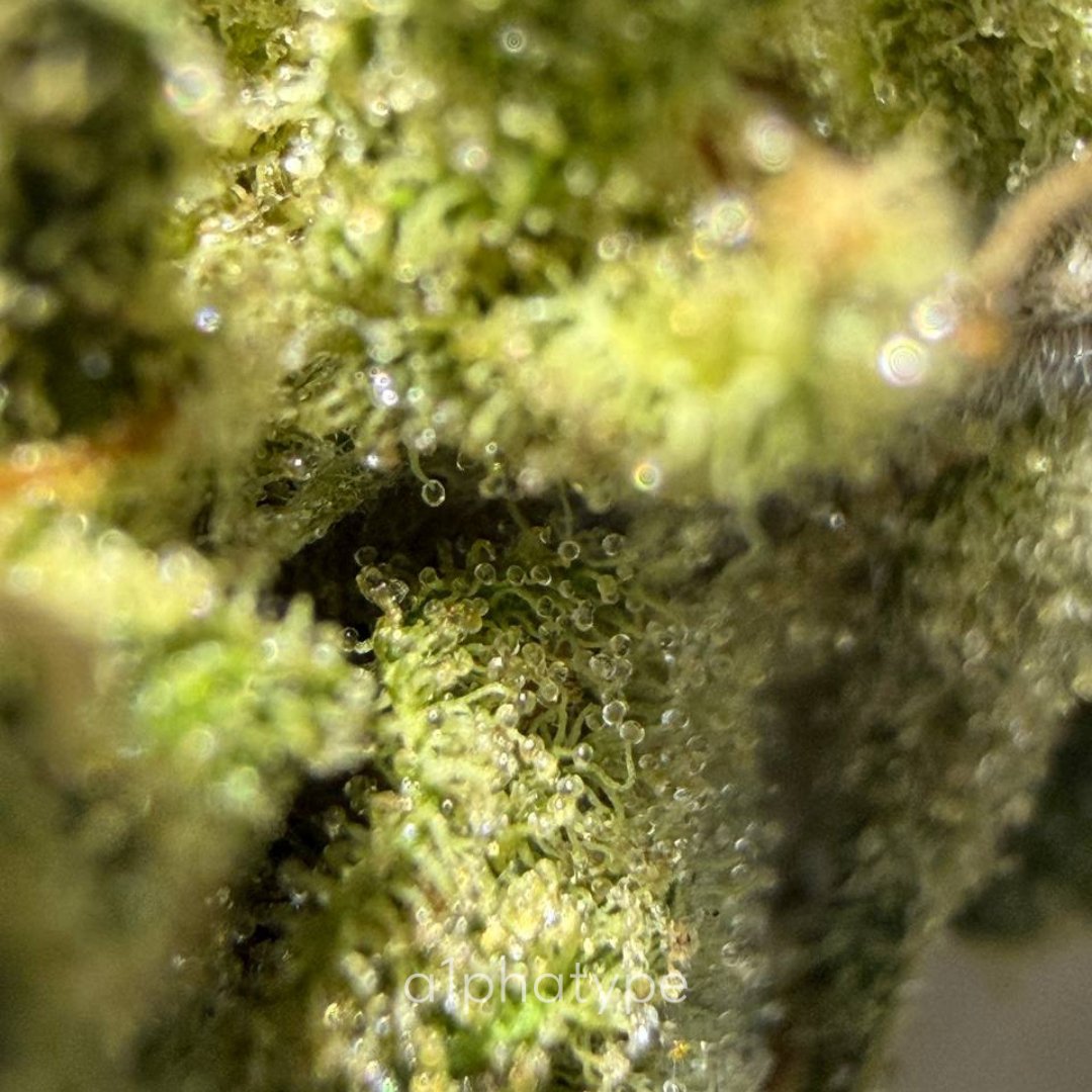 Alphatype001's tweet photo. Skywalker Haze (0752-SHA)
Still clear… 👀����️
Won’t be for long 🔥💨😶🌫️
#SkywalkerHaze #CannabisGenetics #SeedBank #Trichomes #HazeStrains #WholesaleSeeds #CannabisCommunity #MacroPhotography #ResinProducers #Alphatype https://t.co/jJpuUwHsQL