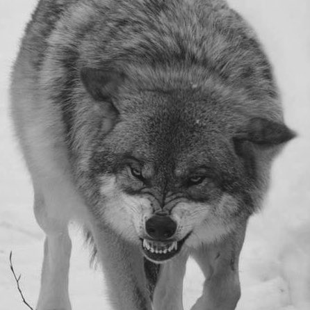 emre CEO 🐾 tweet media