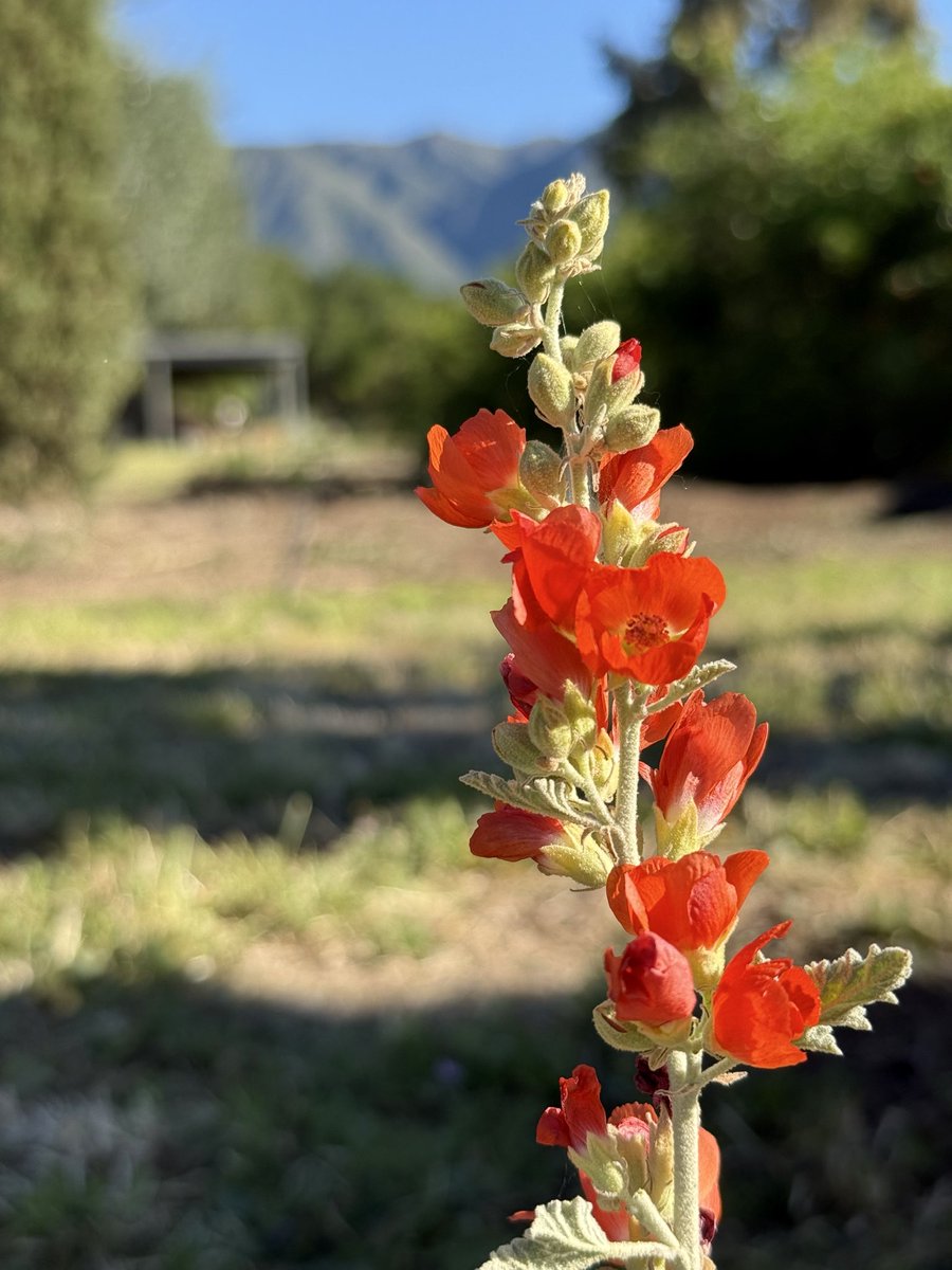 Alisa Varney tweet media