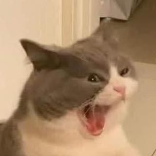 Iris_cat0 tweet media