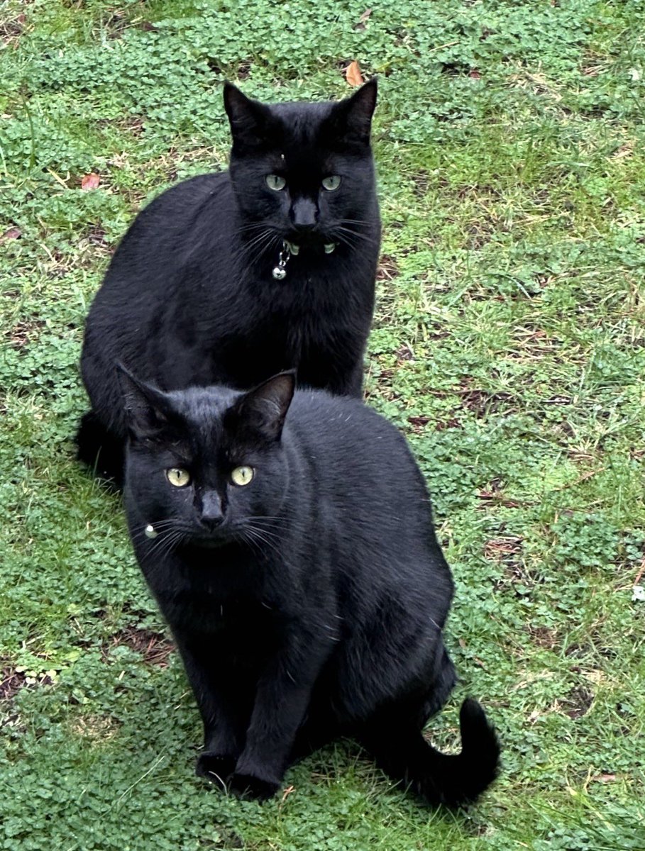 Boots and Binx: bonded bros tweet media