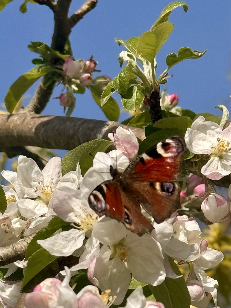 AnnaMTuckett's tweet photo. A magical moment: I took some garden waste to our green bin, looked up and saw this Peacock on apple blossom. It stayed long enough for me to snap a picture. https://t.co/PryE5YlsYZ