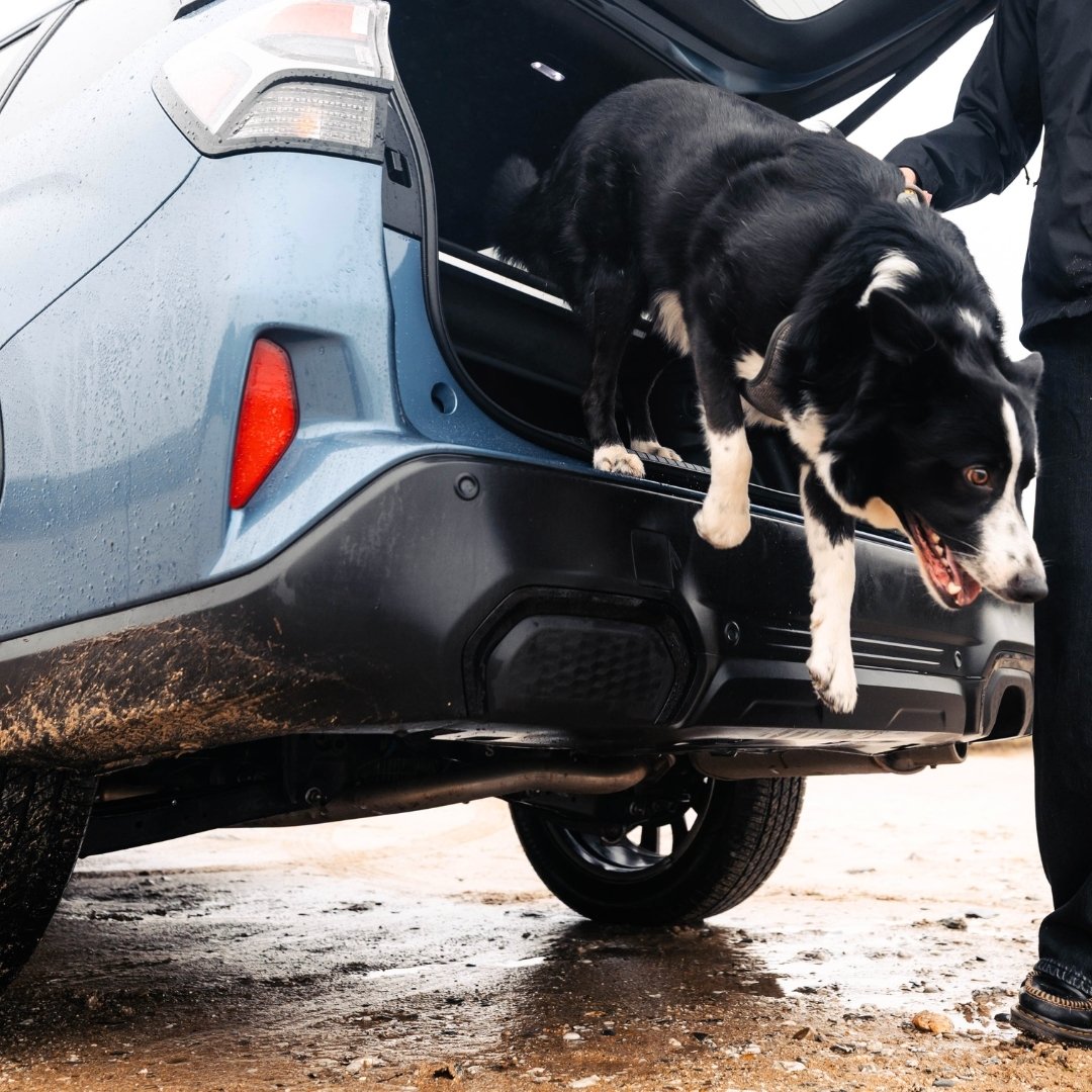 subaruuk's tweet photo. From boot to beach zoomies π¨
#beachtrips #springtrips #subaruforester #happyspring #springadventure #offroading #offroad #roadtrips #subaru #subiefan #suv #subarunation #subarulove #subarucars #subaruuk https://t.co/Od4w4A2bce