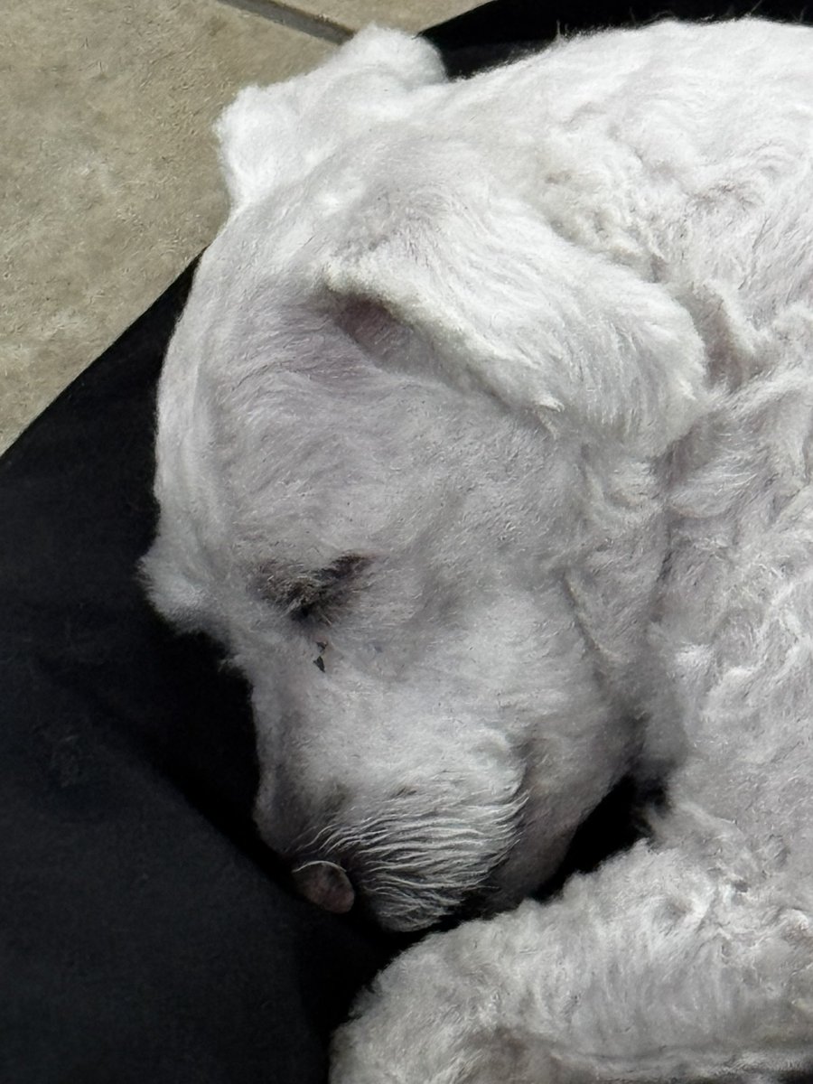 Rosemary ⓟ ereira tweet media