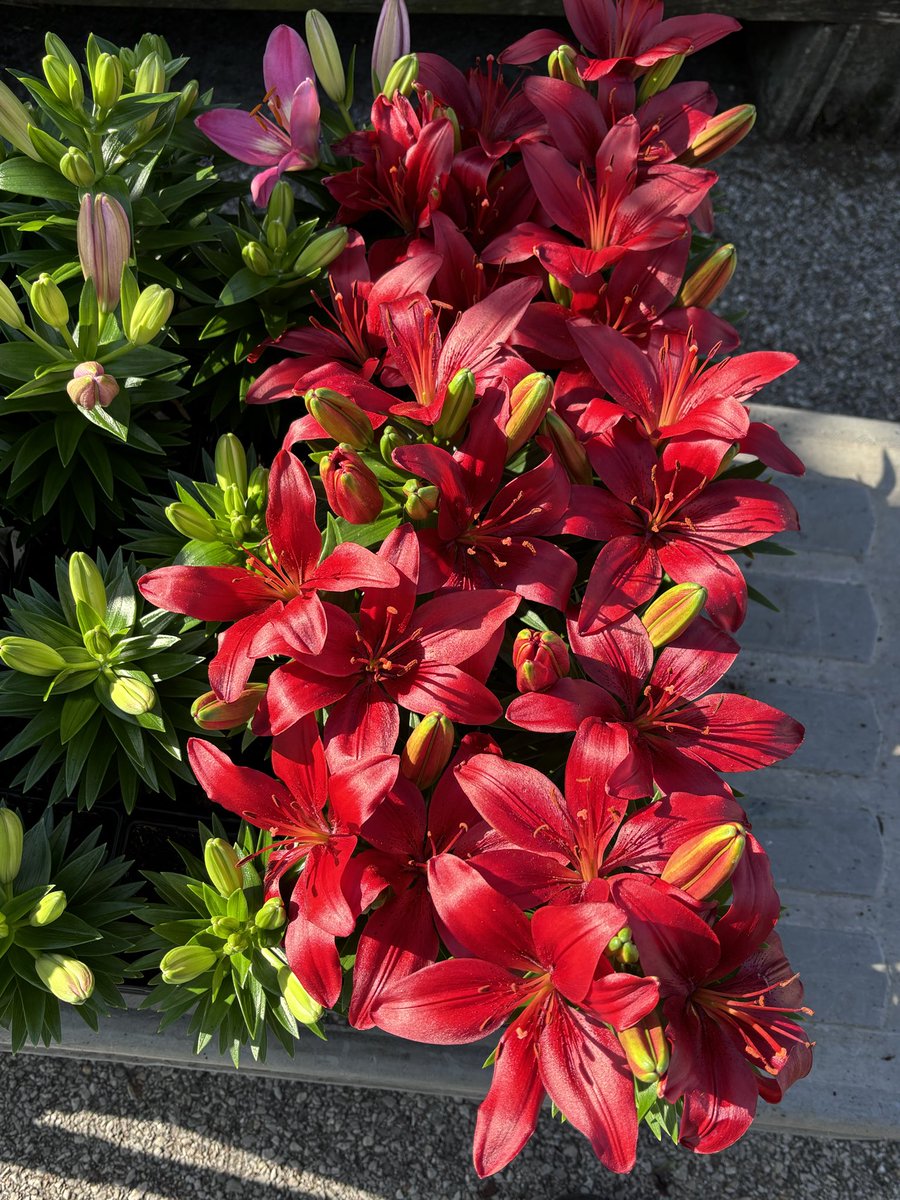 Clem || COMMS OPEN!! tweet media