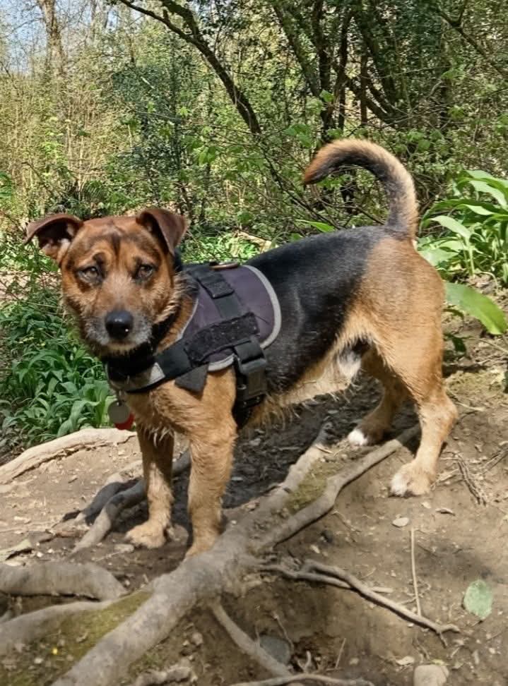 prouddevonian's tweet image. The Dug taking a short break from exploring during our walk today 🐕😉 🚶#DopeyDug #BestMate