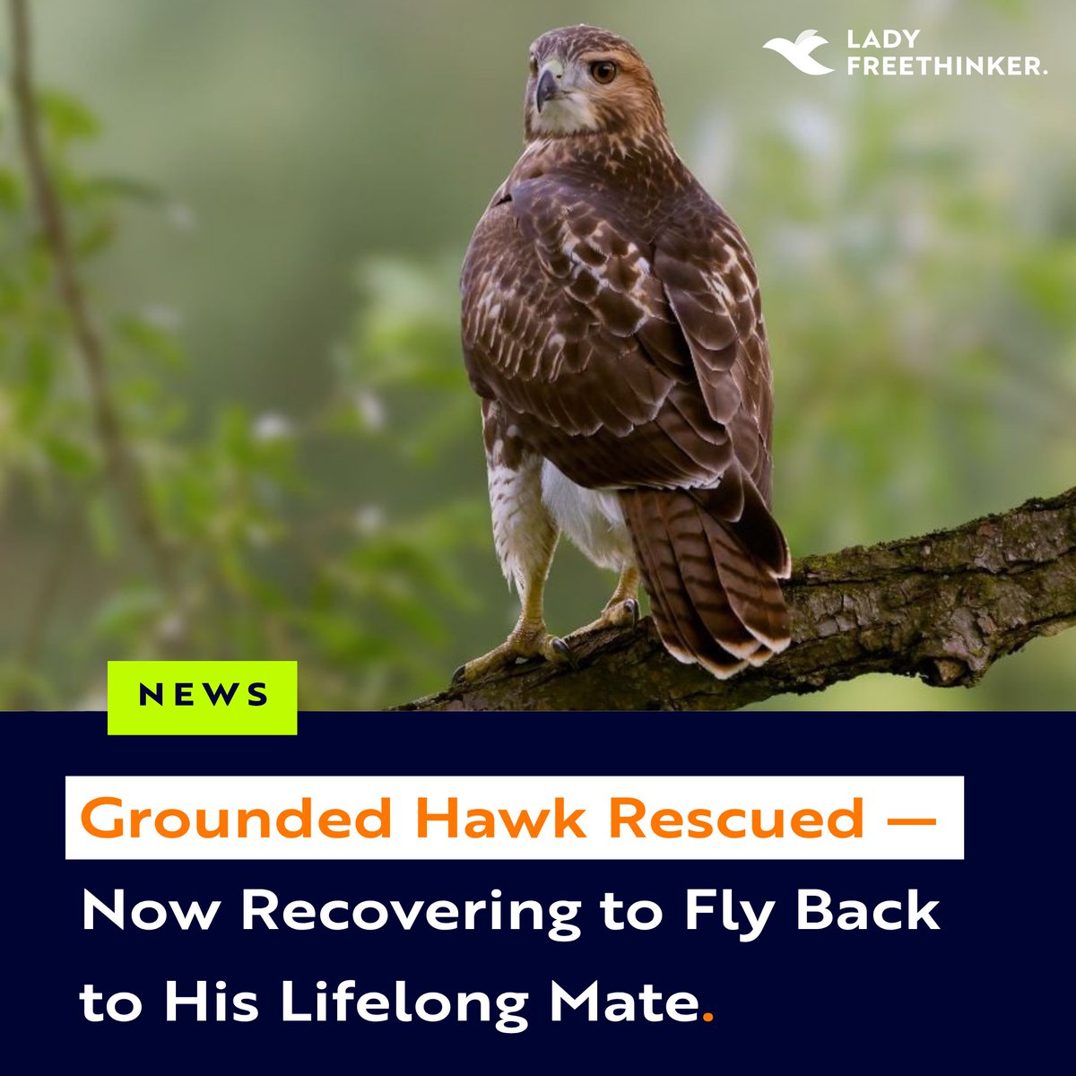 Lady Freethinker tweet media