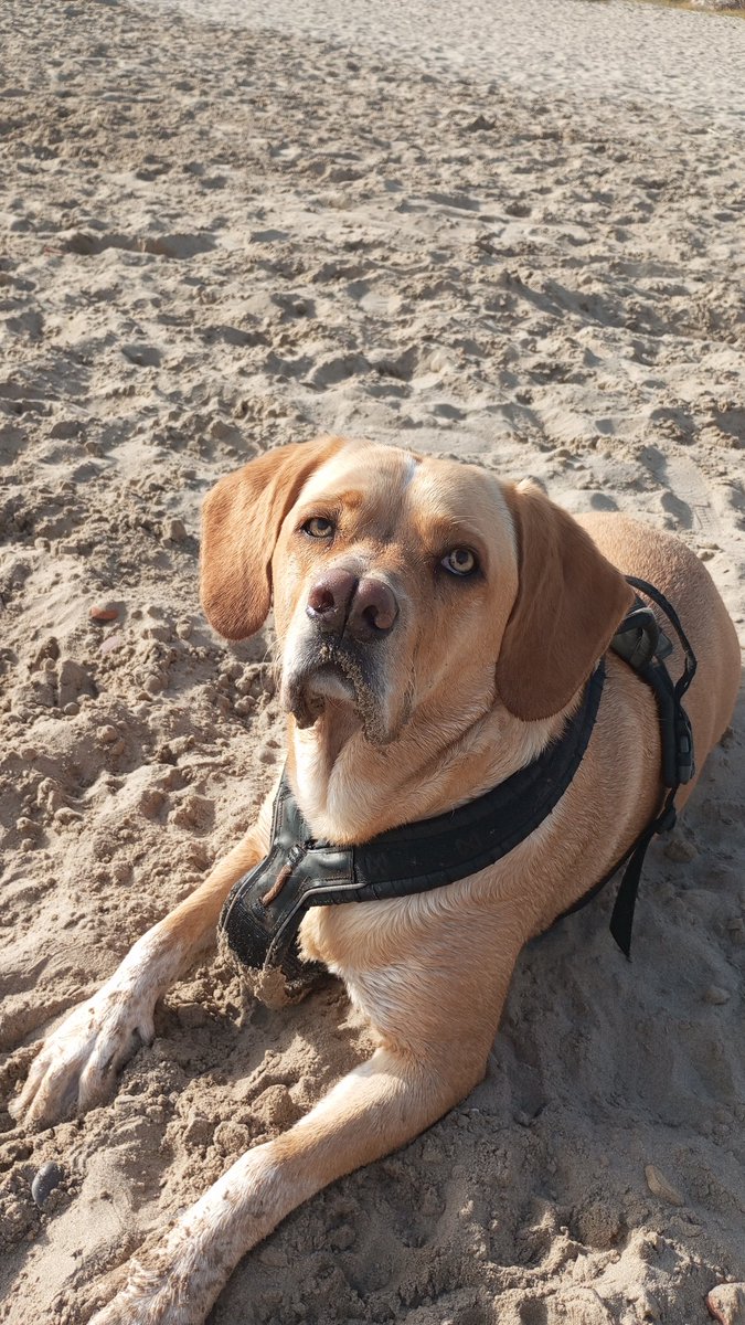 Antonio Sánchez tweet media