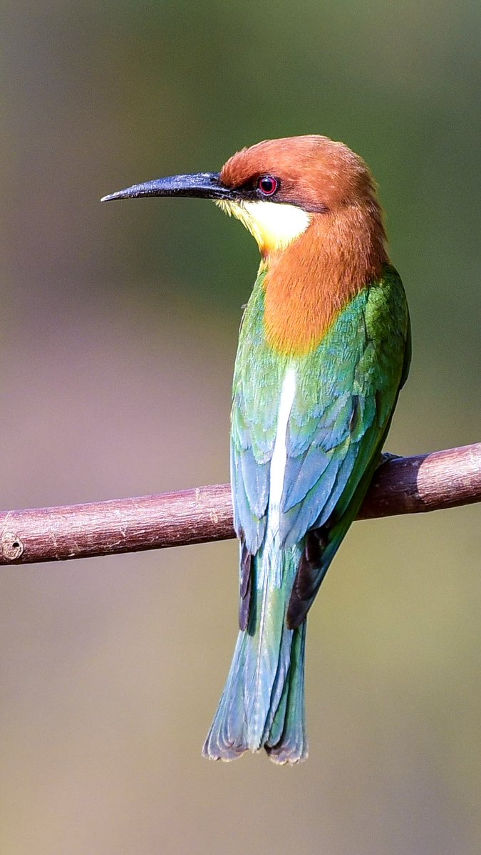 Vinaykumarshe14's tweet photo. Chestnut-headed Bee-eater 
Hide 📸 Hebri Birding 
At Udupi Hebri Karnataka     🇮🇳
#hebribirding #Birdsofkarnataka
#Karnataka #NikonIndia
#BirdWatching
#wildlifephotography
#NaturePhotography
#Birds #Hide #BirdTwitter #ThePhotoHour 
#BirdLovers 
@IndiAves https://t.co/AprWIs0od8