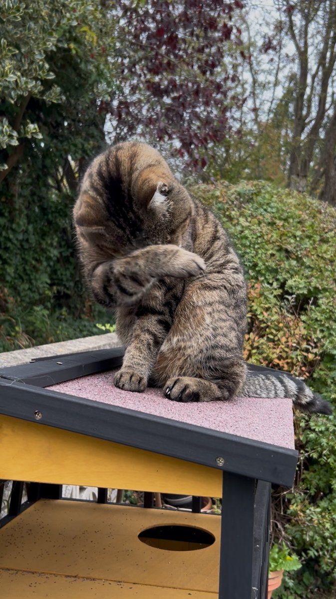 🇺🇦 Jackie (& Hari 😺) Stephen tweet media