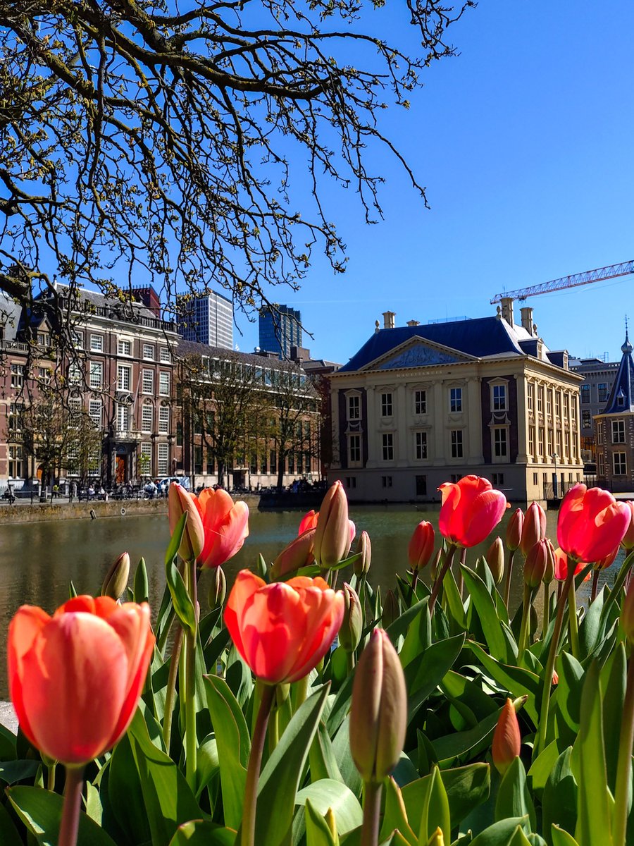 ミイル Miiru tweet media