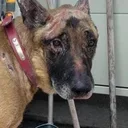 GlobaLens tweet media