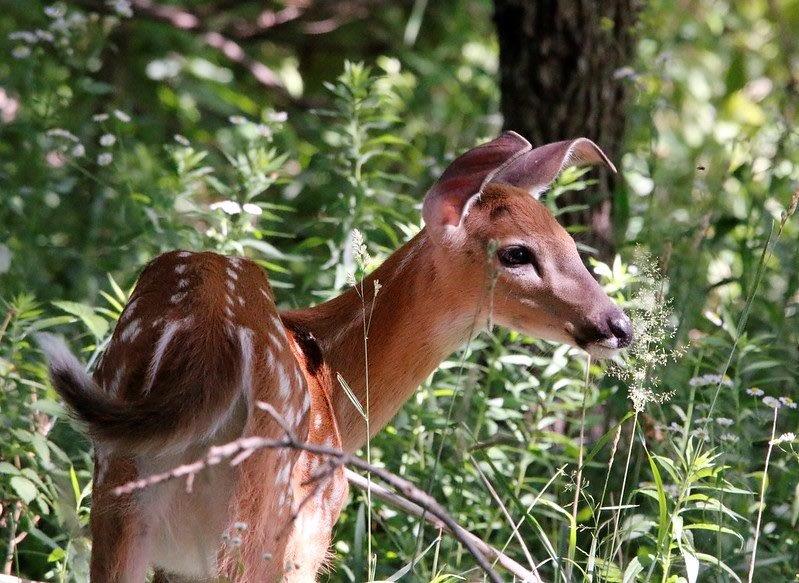 Conservation Ontario tweet media