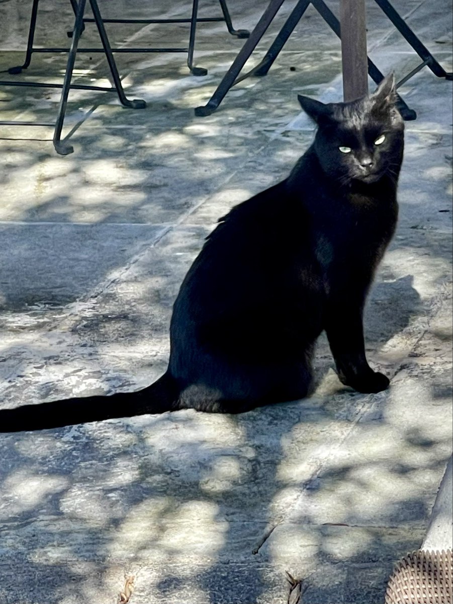 TheoandOscarHQ tweet media