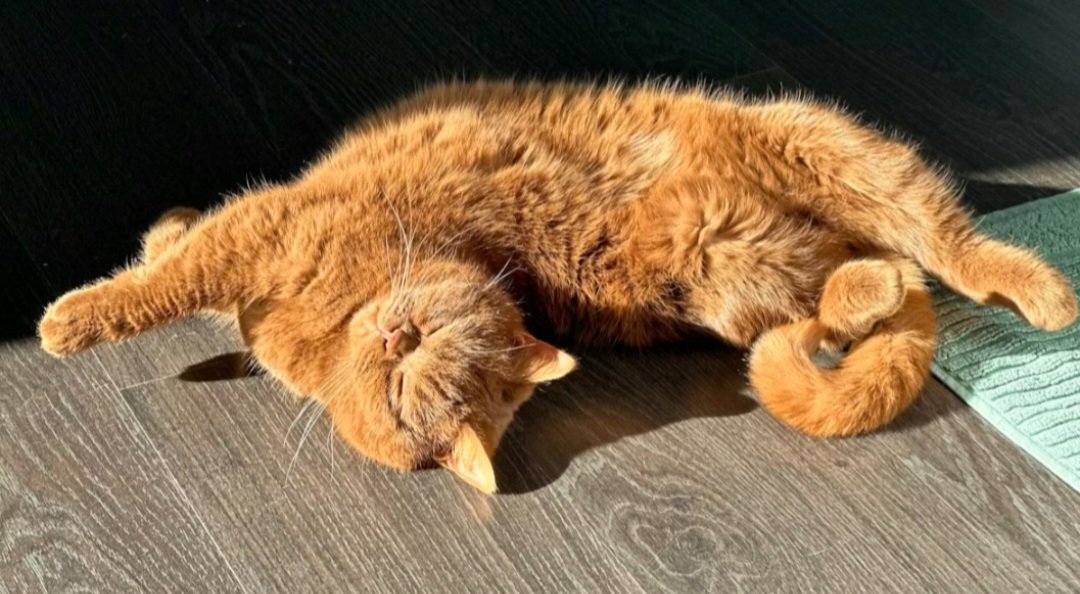 Gladstone 🇺🇦 tweet media