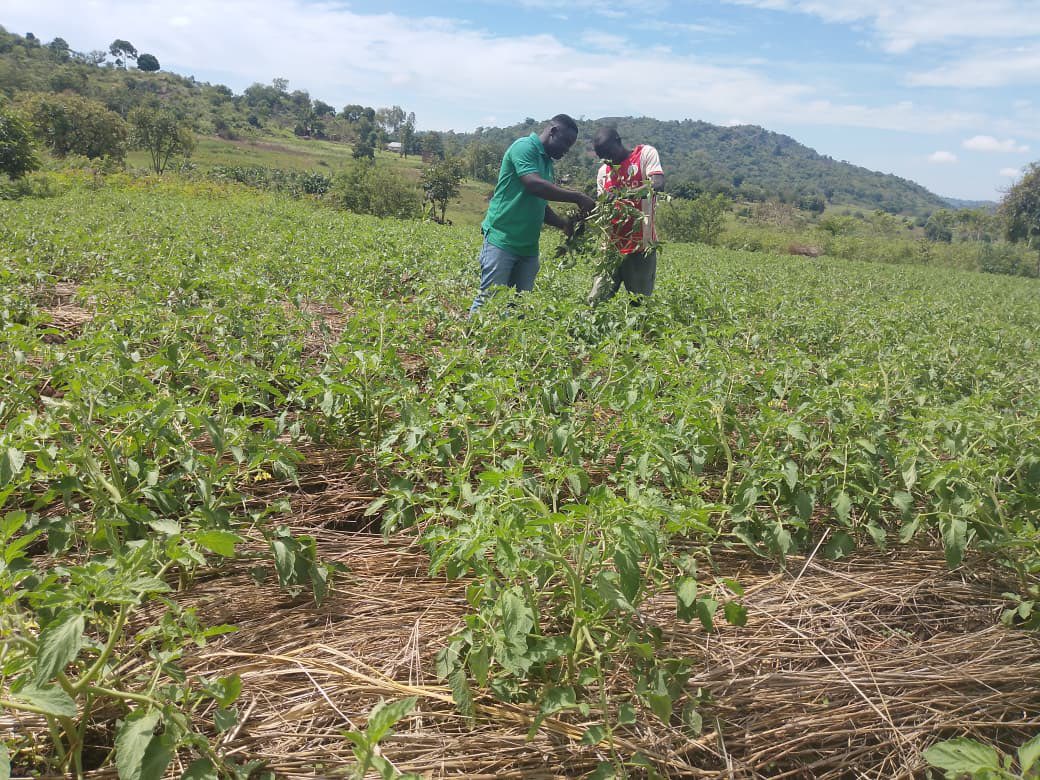 Omia Agribusiness tweet media