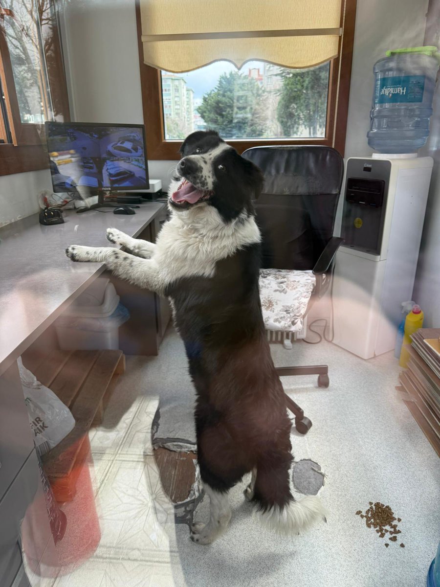 Özz'ün dünyası 🐾 tweet media