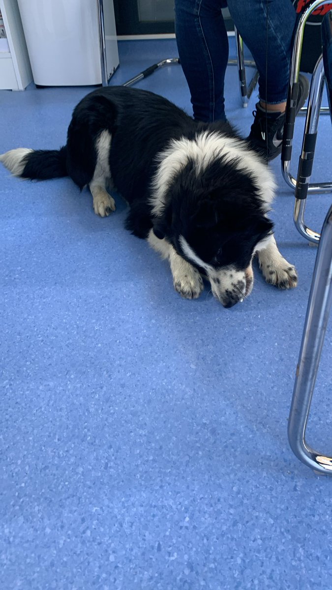 Özz'ün dünyası 🐾 tweet media