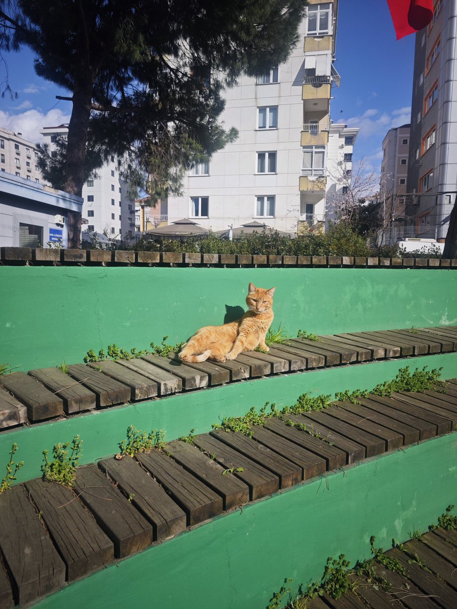 Kriton Curi Parkı'nda tipsiz bir kedi ile bakışmıştık,  
Yalçın Küçük, büyüyerek ölmüştü. 
Her şey çok saçmaydı, sosyalizm de gelmemişti.