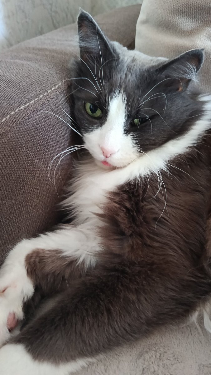 Korablick tweet media