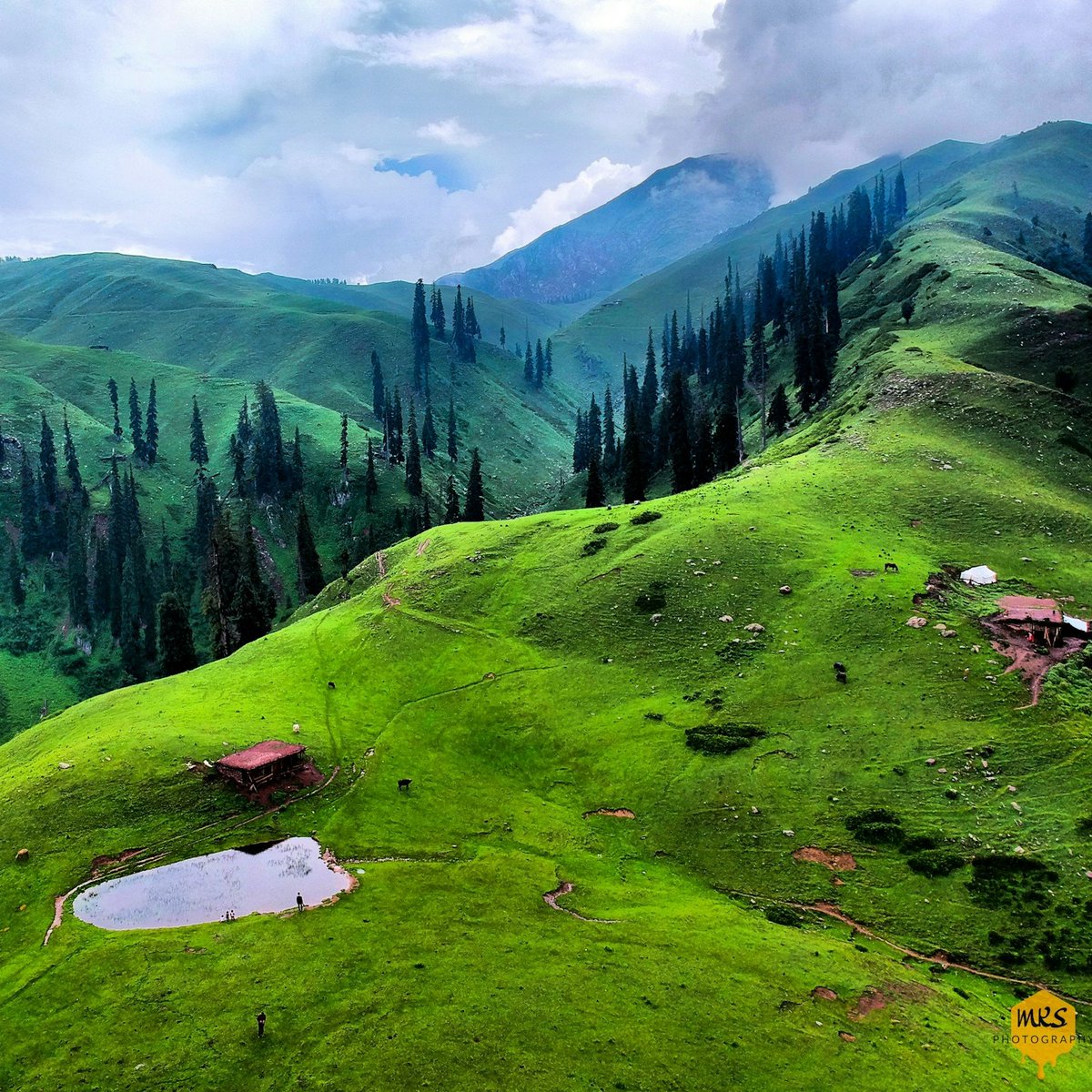 Majestic Plurality tweet media