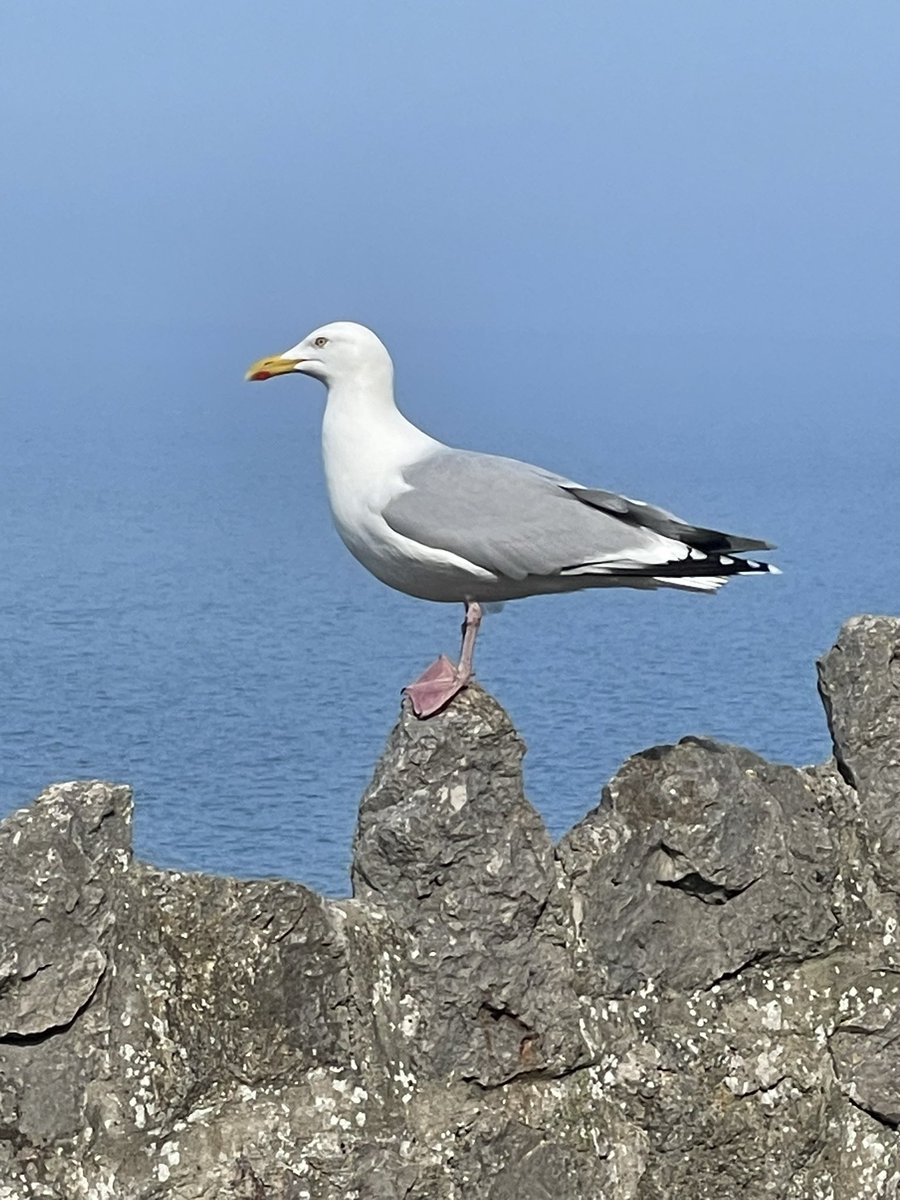 sheilaMol tweet media