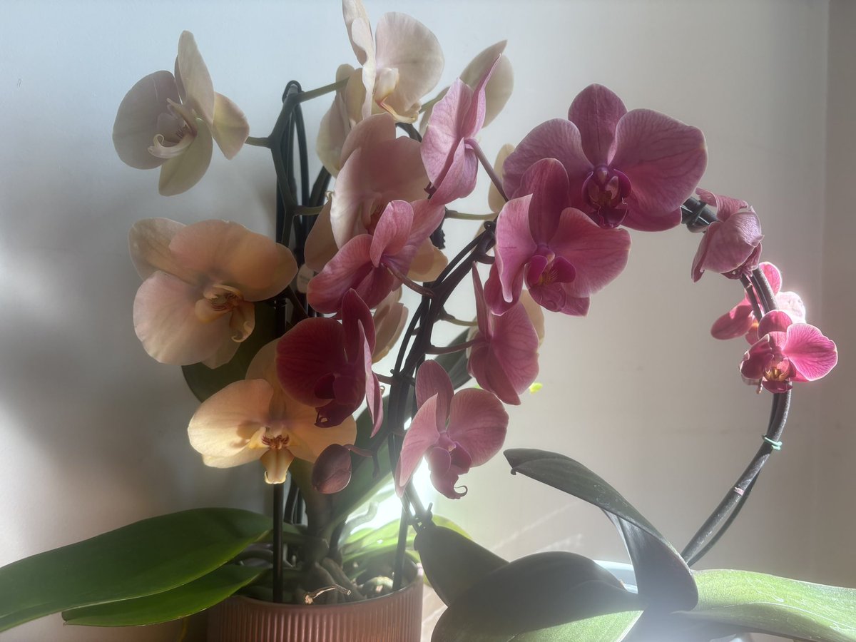 Victoria tweet media