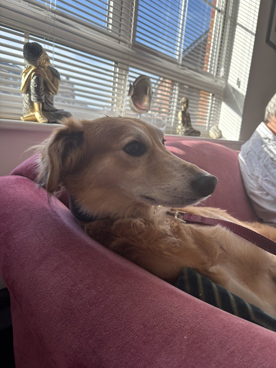 Claire L Meadows MA 🖋️ tweet media