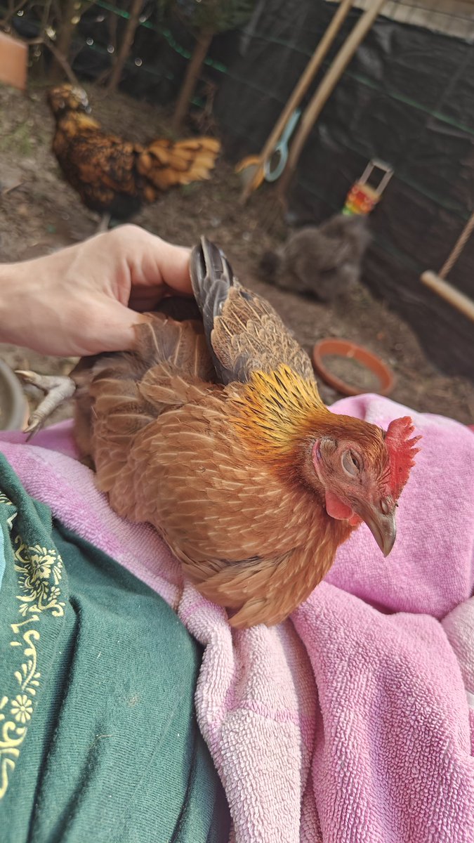 Lieven 🐔🐱 🔜 DoKoMi | Free 🇵🇸 tweet media