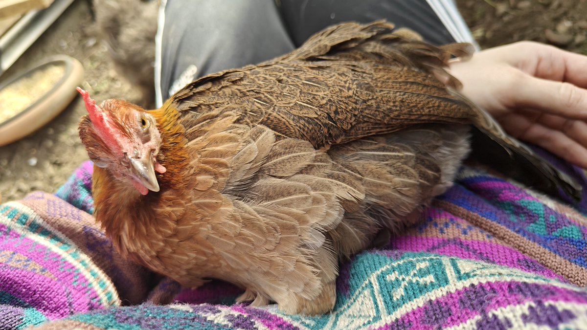 Lieven 🐔🐱 🔜 DoKoMi | Free 🇵🇸 tweet media
