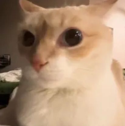 Smol Cat tweet media