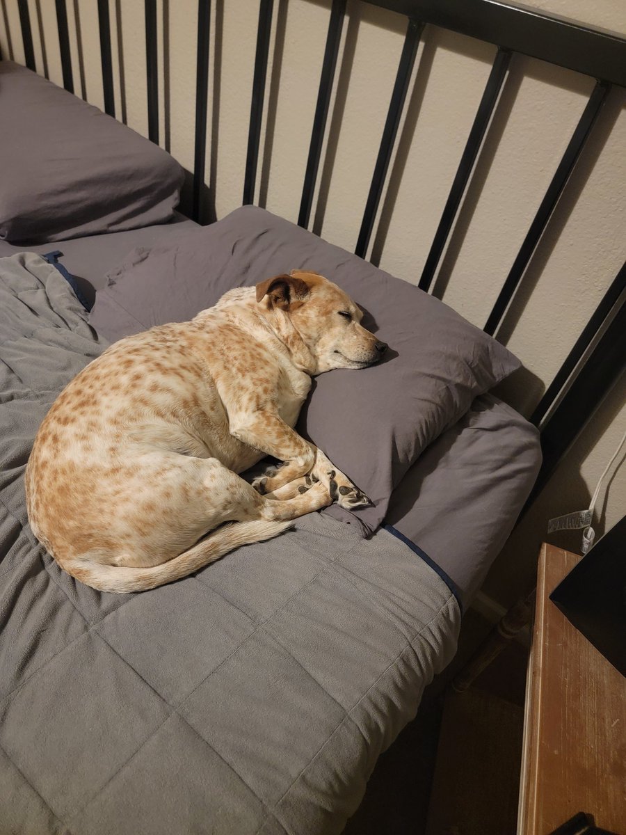 Piper... That's MY spot... 
#pamperedpupper