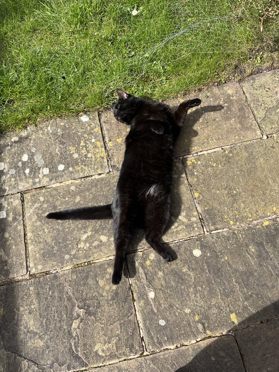 Tor309's tweet photo. @SarahjevsEvans I was thinking of Barry yesterday when Rose was sunbathing https://t.co/T90dM0oGzf