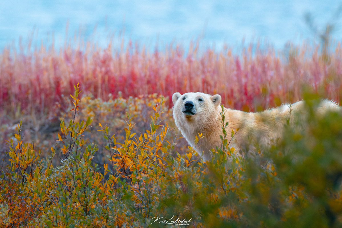 Kris Luckenbach tweet media