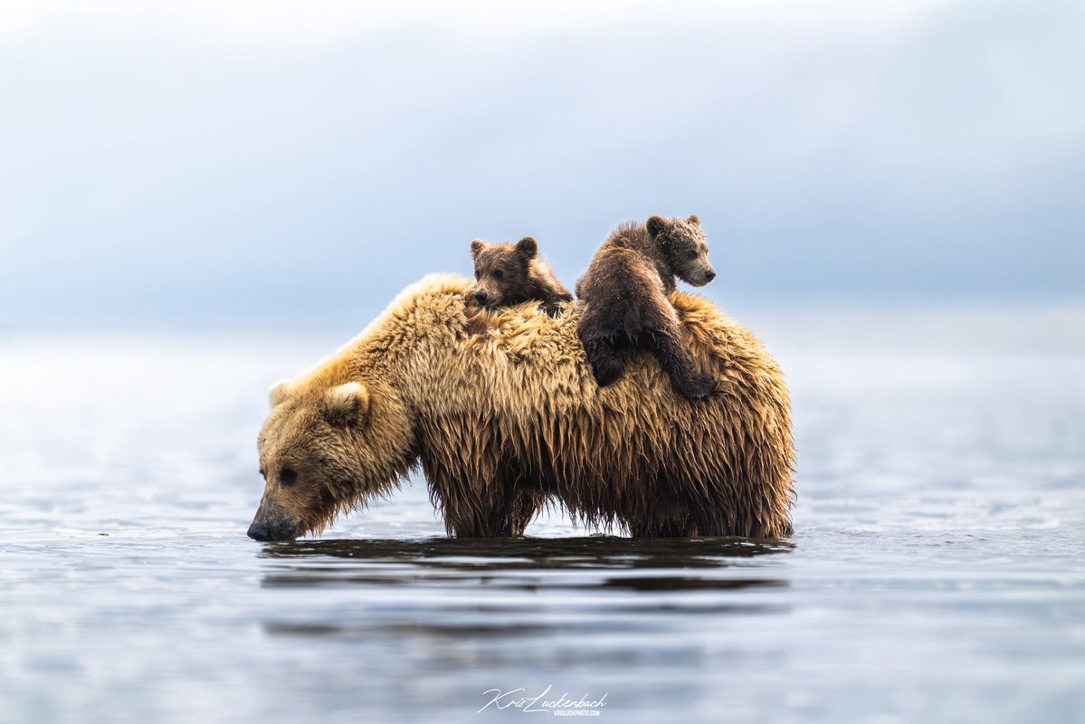 Kris Luckenbach tweet media