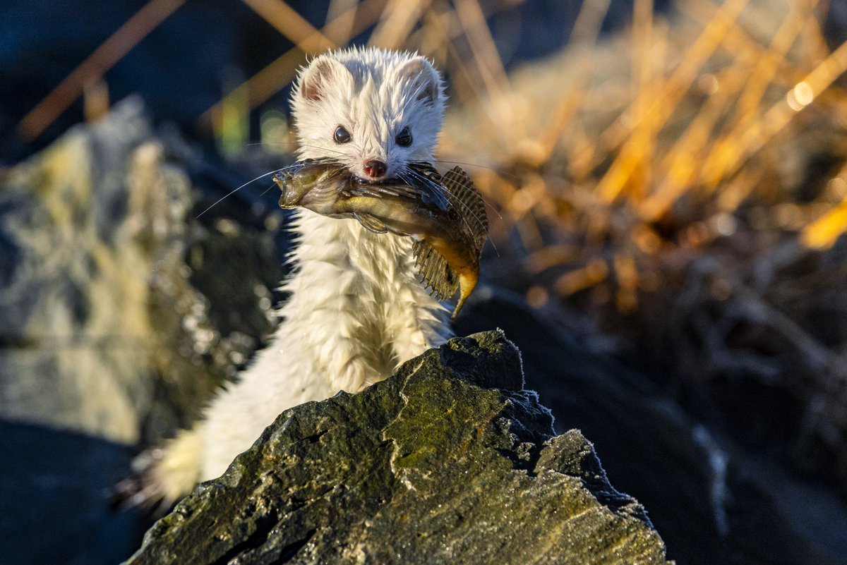 Kris Luckenbach tweet media