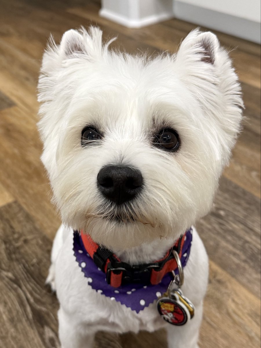 🐶 GENERAL SHORTCAKE tweet media